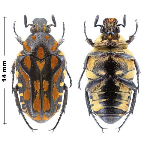 Pleuronota sp.